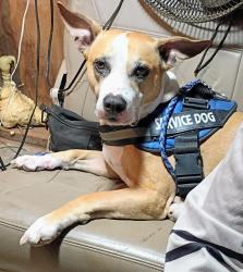 Lost Male Dog last seen Swan Lake area, Bossier City, LA 71111