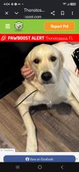 Found/Stray Female Dog last seen Mcintosh, Thonotosassa, FL 33592