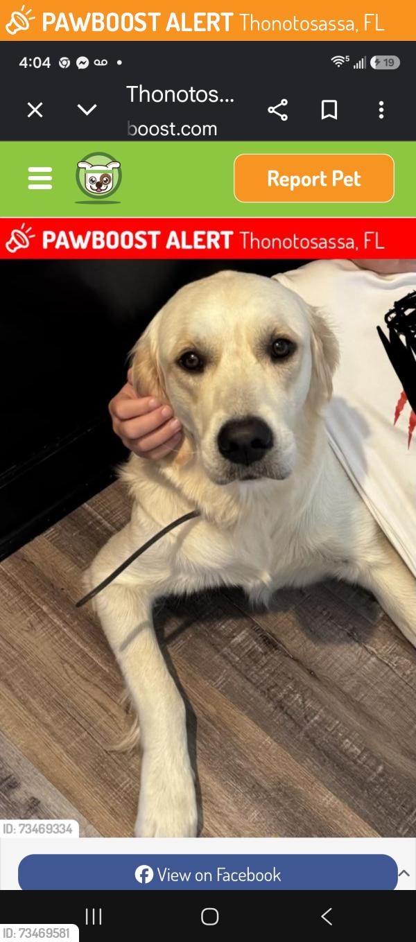 Found/Stray Female Dog last seen Mcintosh, Thonotosassa, FL 33592