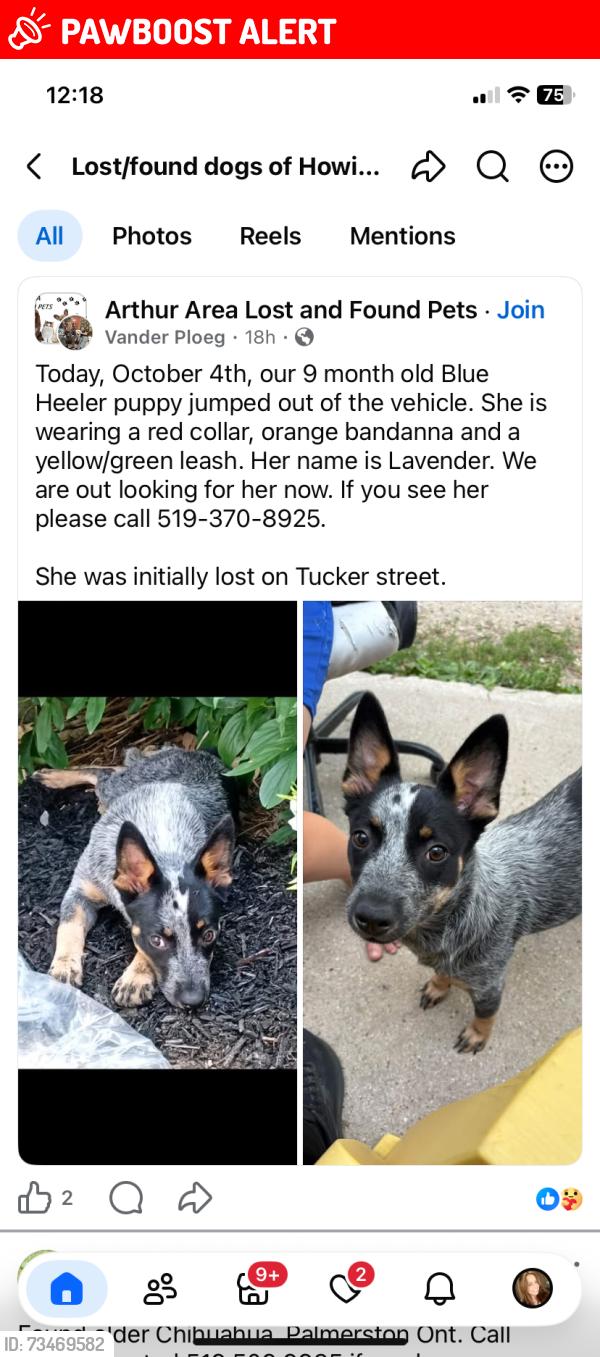 Lost Female Dog last seen Tucker street, Wellington North, ON N0G 1A0