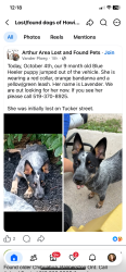 Lost Female Dog last seen Tucker street, Wellington North, ON N0G 1A0