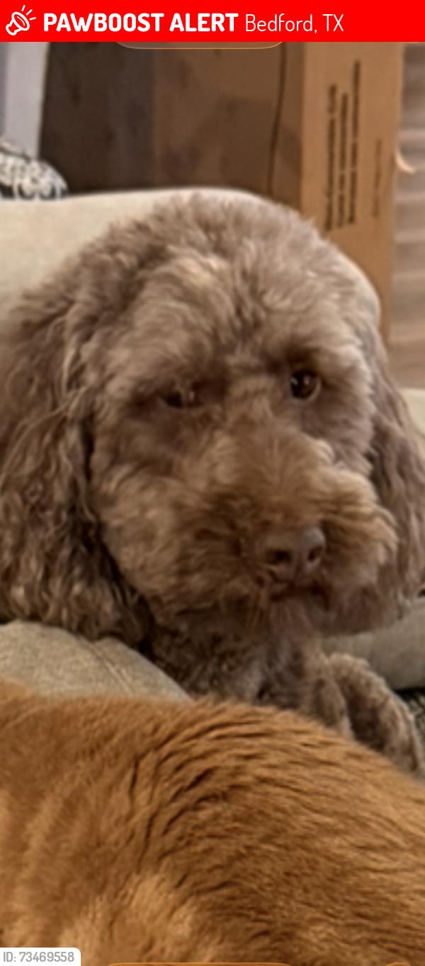 Lost Male Dog last seen Stonegate Ct, Bedford, TX 76022