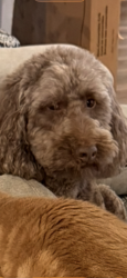 Lost Male Dog last seen Stonegate Ct, Bedford, TX 76022