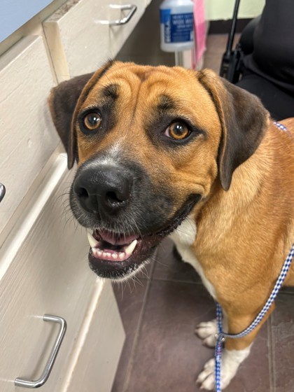 Shelter Stray Female Dog last seen Near BLK COUNTRY CLUB RD, District 2 - West Cleburne,, 2375 Service Dr, Cleburne, TX 76033, USA
