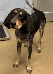 Shelter Stray Male Dog last seen Near Tarragon Drive Decatur, 30034, 30034, GA, 3280 Chamblee Dunwoody Rd, Chamblee, GA 30341, USA