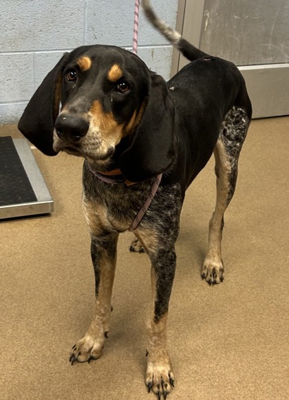 Shelter Stray Male Dog last seen Near Tarragon Drive Decatur, 30034, 30034, GA, 3280 Chamblee Dunwoody Rd, Chamblee, GA 30341, USA
