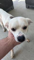Found/Stray Male Dog last seen Elyson Blvd near Elyon Landing, Harris County, TX 77493