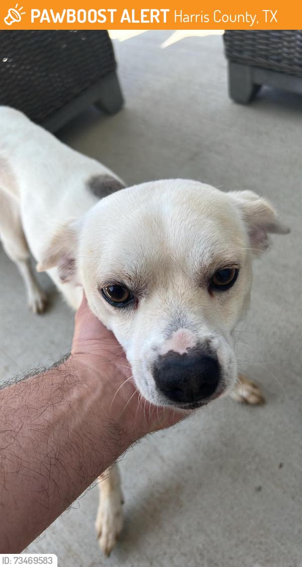 Found/Stray Male Dog last seen Elyson Blvd near Elyon Landing, Harris County, TX 77493