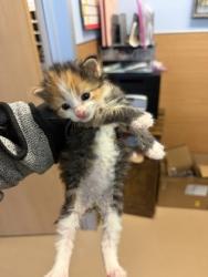 Shelter Stray Female Cat last seen Near lavista rd, 30084, GA, 3280 Chamblee Dunwoody Rd, Chamblee, GA 30341, USA