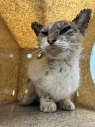 Shelter Stray Female Cat last seen Near S Cypress, Fellsmere, FL, 6230 77th St, Vero Beach, FL 32967, USA