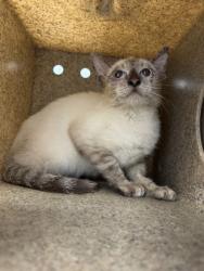 Shelter Stray Male Cat last seen Near S Cypress, Fellsmere, FL, 6230 77th St, Vero Beach, FL 32967, USA