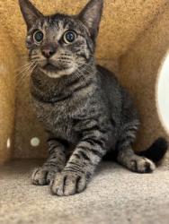 Shelter Stray Female Cat last seen Near S Cypress, Fellsmere, FL, 6230 77th St, Vero Beach, FL 32967, USA