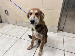 Shelter Stray Male Dog last seen Near Gattis School Rd, City of Round Rock, TX, 1855 SE Inner Loop, Georgetown, TX 78626, USA