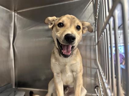 Shelter Stray Male Dog last seen Near Bennelli Dr, City of Hutto, TX, 1855 SE Inner Loop, Georgetown, TX 78626, USA