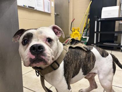 Shelter Stray Male Dog last seen Near W Mesa Park Dr, City of Round Rock, TX, 1855 SE Inner Loop, Georgetown, TX 78626, USA