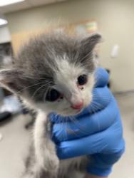 Shelter Stray Male Cat last seen Near Caple Blvd, Wood County, OH, 827 Illinois Ave, Maumee, OH 43537, USA