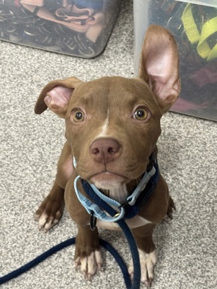 Shelter Stray Female Dog last seen Near Fairhaven, Unit 2, 21225, MD, 2490 Giles Rd, Baltimore, MD 21225, USA