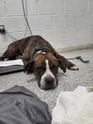 Shelter Stray Male Dog last seen Liberty Heights Avenue and Silver Hill Avenue, 21207, MD, 2490 Giles Rd, Baltimore, MD 21225, USA