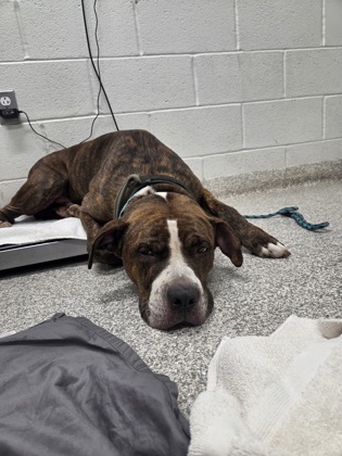 Shelter Stray Male Dog last seen Liberty Heights Avenue and Silver Hill Avenue, 21207, MD, 2490 Giles Rd, Baltimore, MD 21225, USA