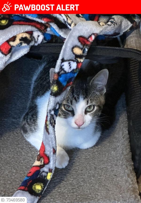 Lost Male Cat last seen St Luke’s Church/School, Jefferson Township, PA 16023