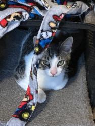Lost Male Cat last seen St Luke’s Church/School, Jefferson Township, PA 16023