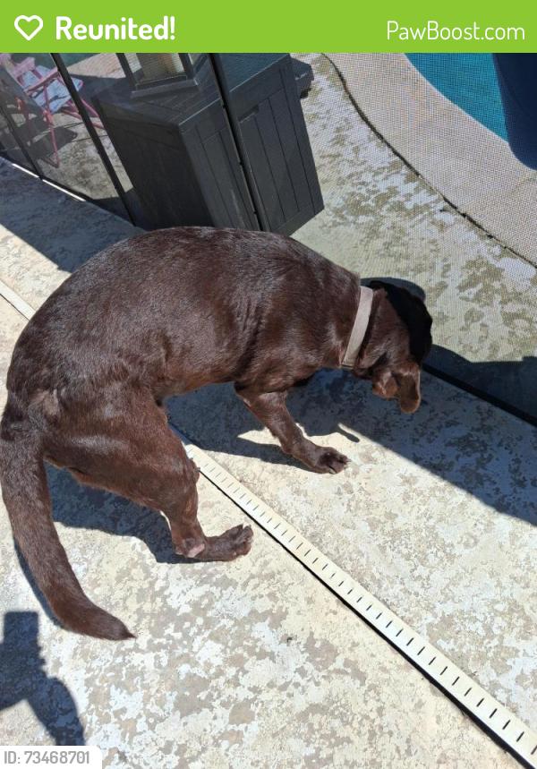 Reunited Male Dog last seen Near Glen Hollow, Fort Worth, TX 76179