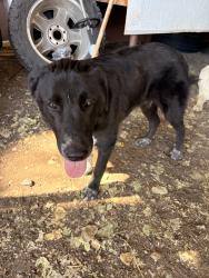 Found/Stray Male Dog last seen Woodruff st, Fort Lupton, CO 80621