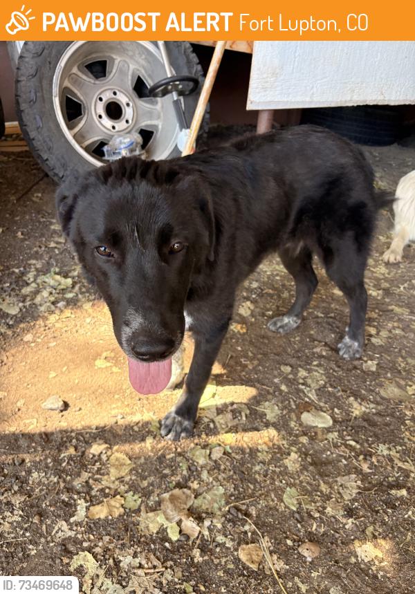 Found/Stray Male Dog last seen Woodruff st, Fort Lupton, CO 80621