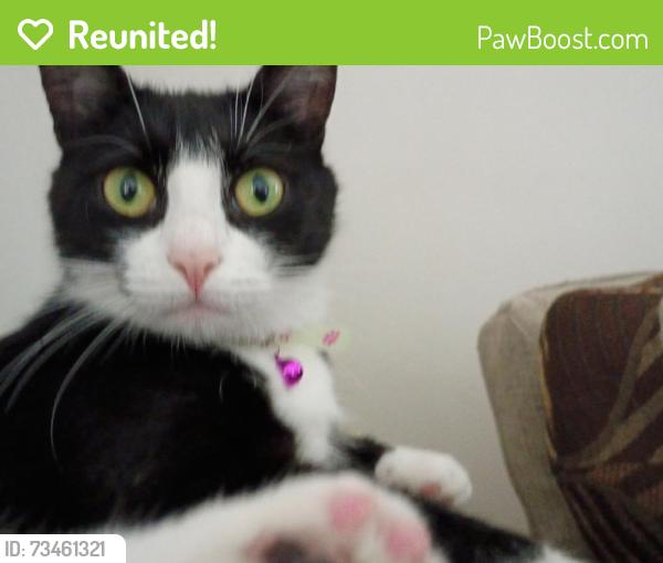 Reunited Female Cat last seen Hertzog road Leola Pennsylvania, Leola, PA 17540