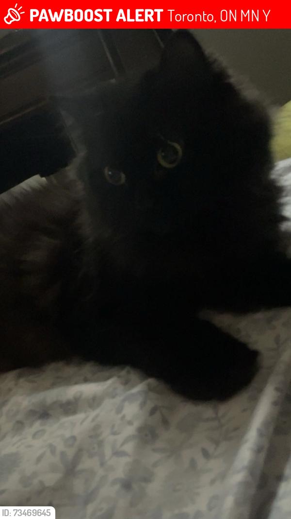 Lost Female Cat last seen Osler st & Pelham Ave, Toronto, ON M6N 2Y8