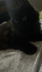 Lost Female Cat last seen Osler st & Pelham Ave, Toronto, ON M6N 2Y8