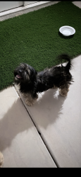 Found/Stray Male Dog last seen 75th Bethany home Glendale 85303, Glendale, AZ 85303