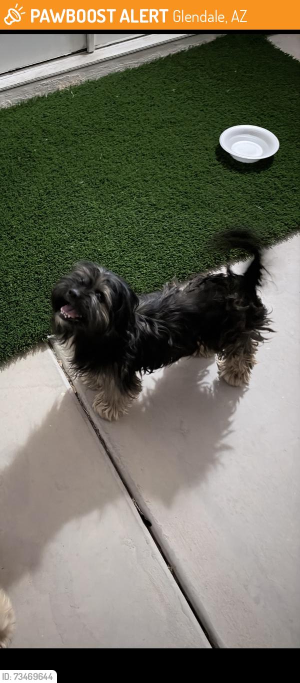 Found/Stray Male Dog last seen 75th Bethany home Glendale 85303, Glendale, AZ 85303