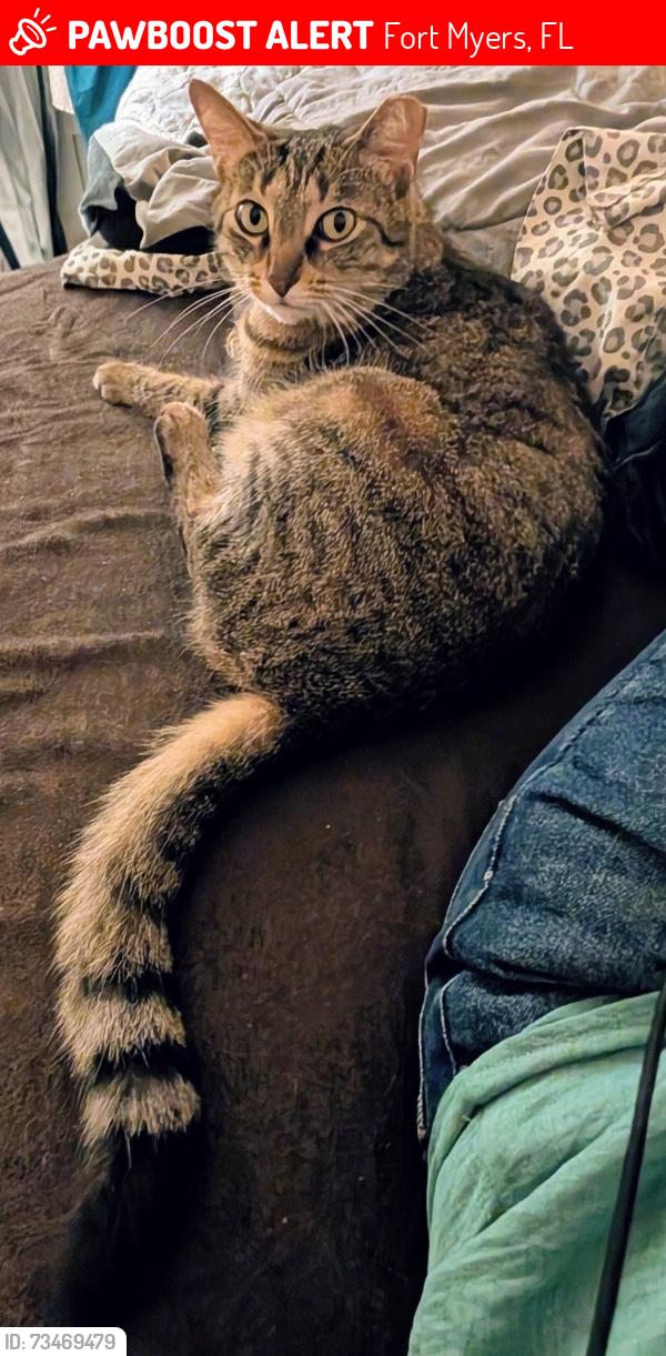 Lost Female Cat last seen Near Grace ave fort Myers FL 33901, Fort Myers, FL 33901