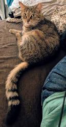 Lost Female Cat last seen Near Grace ave fort Myers FL 33901, Fort Myers, FL 33901