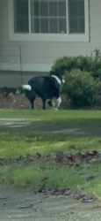 Found/Stray Unknown Dog last seen Cedrona and Kaiser, Olympia, WA 98502