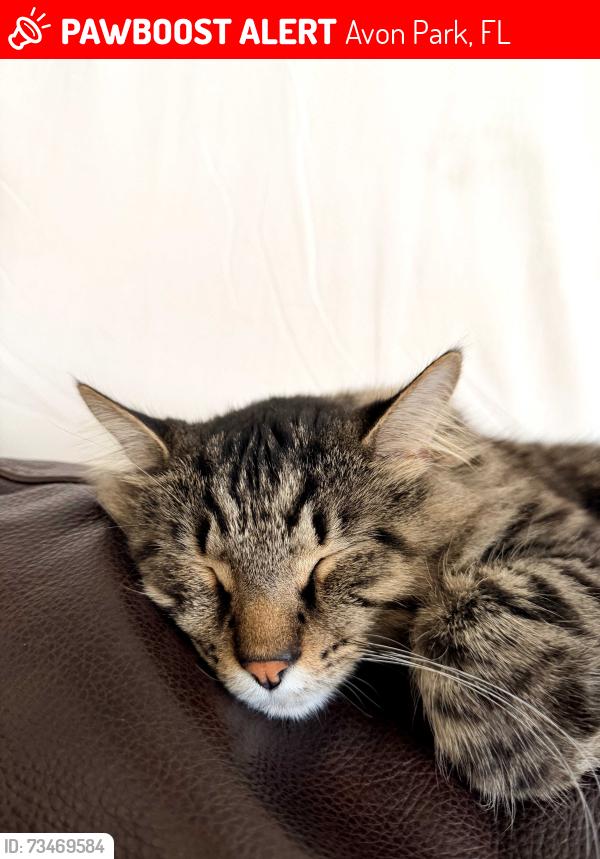 Lost Male Cat last seen Tulane dr, Avon Park, FL 33825