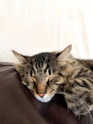 Lost Male Cat last seen Tulane dr, Avon Park, FL 33825
