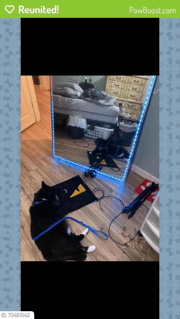 Reunited Male Cat last seen Kenwood Dr. S Levittown, Pa 19055, Levittown, PA 19055
