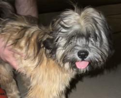 Found/Stray Male Dog last seen 75th Bethany home, Glendale, AZ 85303