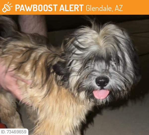 Found/Stray Male Dog last seen 75th Bethany home, Glendale, AZ 85303