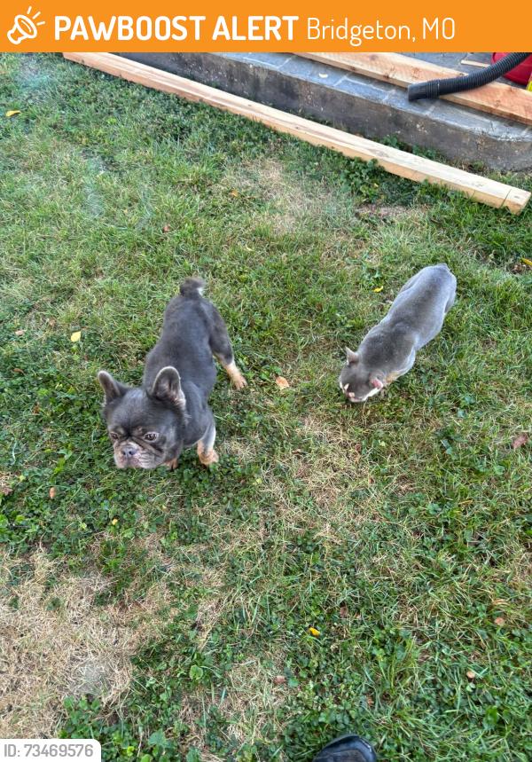 Found/Stray Unknown Dog last seen St Charles Rock Rd, Bridgeton, MO 63044