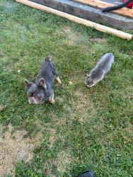 Found/Stray Unknown Dog last seen St Charles Rock Rd, Bridgeton, MO 63044