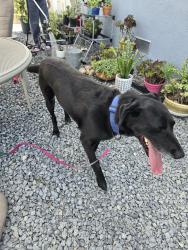 Found/Stray Unknown Dog last seen --, La Mesa, CA 91942