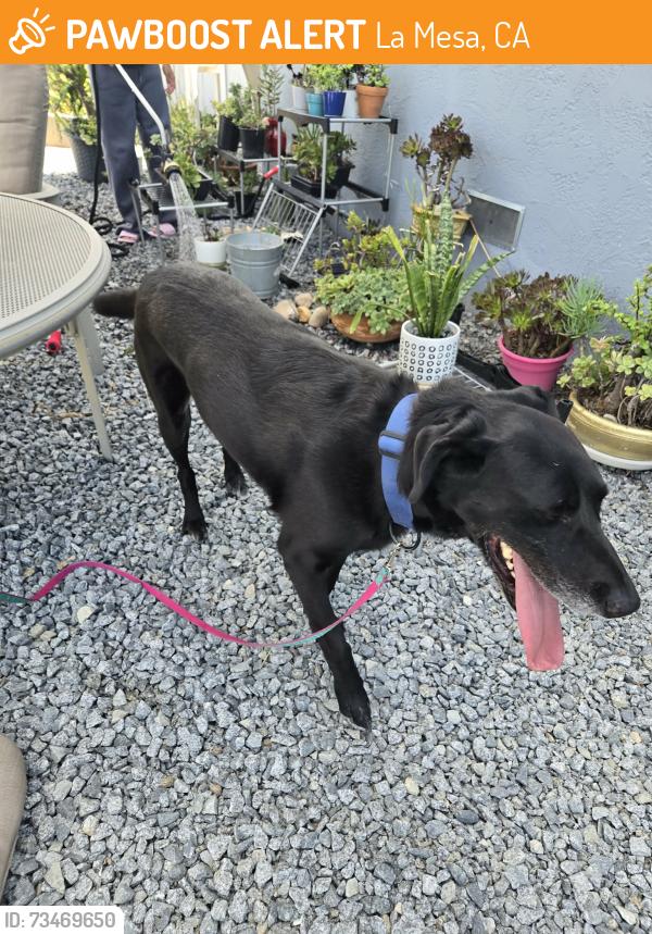 Found/Stray Unknown Dog last seen --, La Mesa, CA 91942