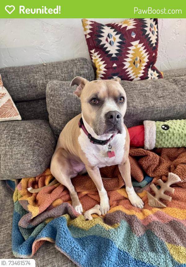 Reunited Female Dog last seen Lake Shore Blvd, Jacksonville, FL 32210