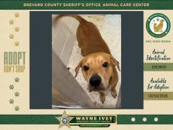 Shelter Stray Male Dog last seen Interstate 95, COCOA, FL, 32926, 5100 W Eau Gallie Blvd, Melbourne, FL 32934, USA