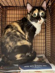 Shelter Stray Female Cat last seen Near N Hwy 183, AUSTIN, TX, 78750, 7201 Levander Loop bldg a, Austin, TX 78702, USA