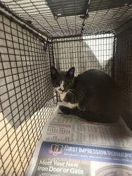 Shelter Stray Unknown Cat last seen Near Newfoundland Circle, AUSTIN, TX, 78758, 7201 Levander Loop bldg a, Austin, TX 78702, USA