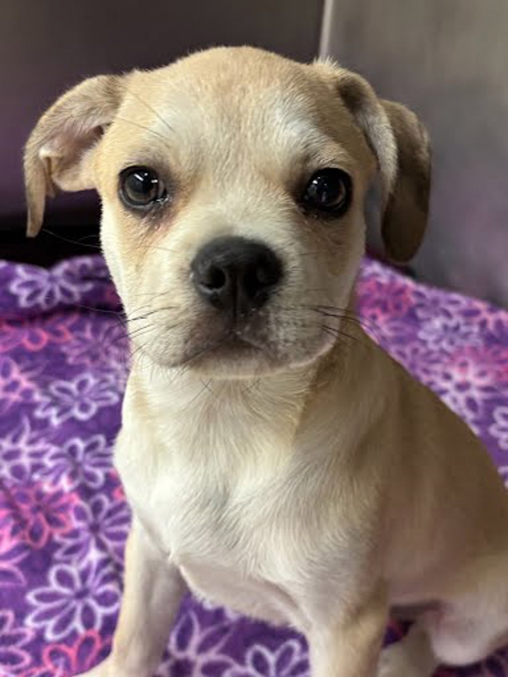 Shelter Stray Unknown Dog last seen Near Fagerquist Road, DEL VALLE, TX, 78617, 7201 Levander Loop bldg a, Austin, TX 78702, USA
